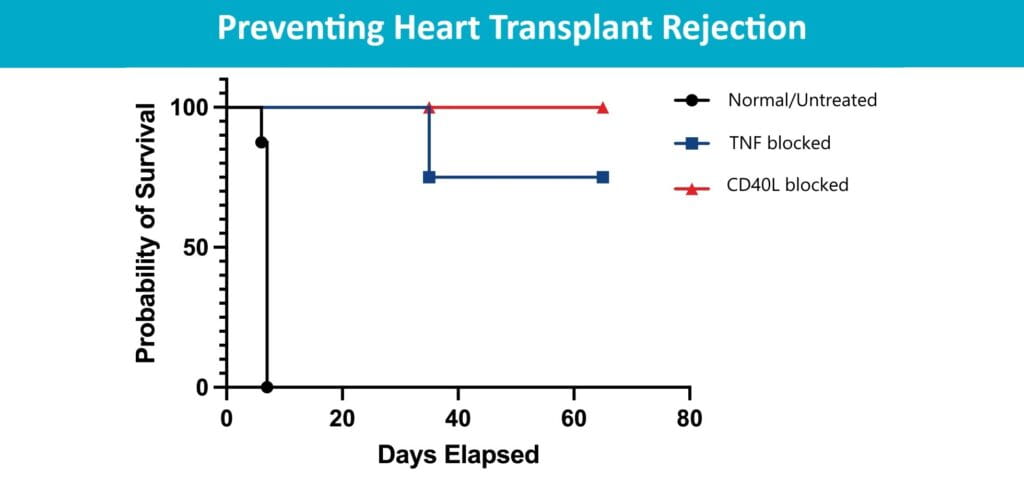 Pre-Surgical Antibody Treatment Might Prevent Heart Transplant Rejection