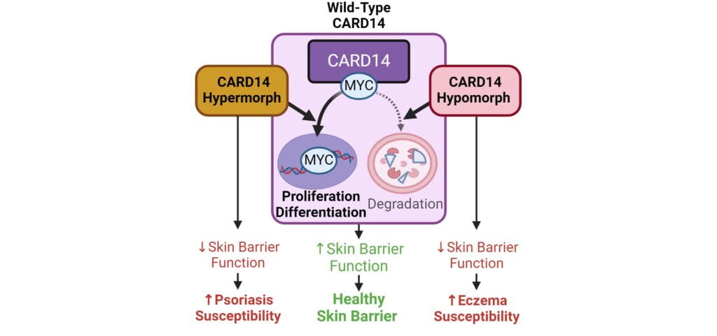 Study Pierces a Mystery of Healthy Skin Barrier Formation
