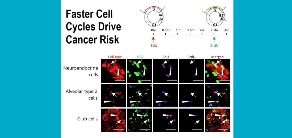 Cell Cycle Length Emerges as a Critical Cancer Driver