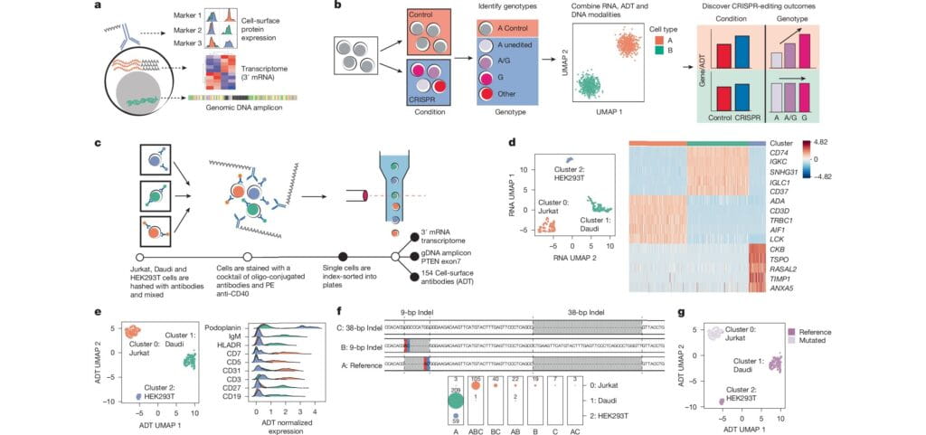 CRAFTseq: A New Tool for Mapping Disease Variant Effects in CRISPR-Edited Cells