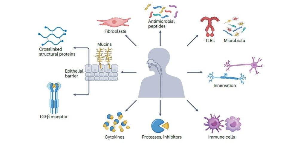 The Esophagus: More Than Just a Food Conduit