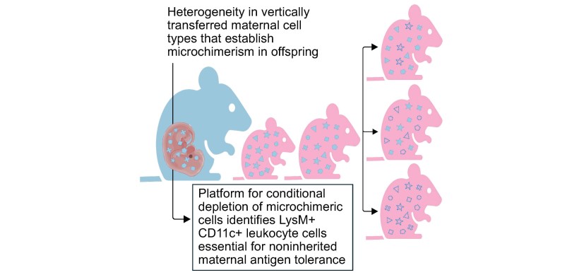 microchimerism-image-THUMB.jpg Deeper Microchimerism Study Sheds New Light on a Mother’s Cellular Gift