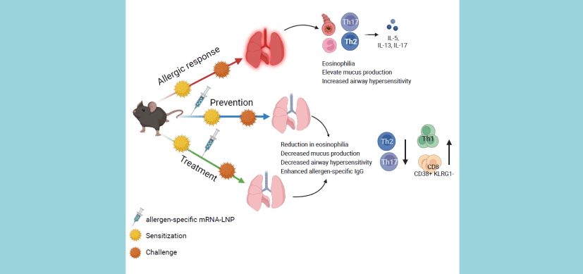 Nanoparticle-allergy-vax-THUMB.png Nanoparticle Based Vaccines to Treat, Prevent Severe Allergic Reactions