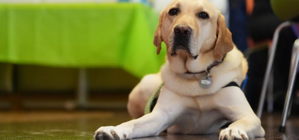 Why Having a Dog Can Help Reduce Food Allergy Reactions