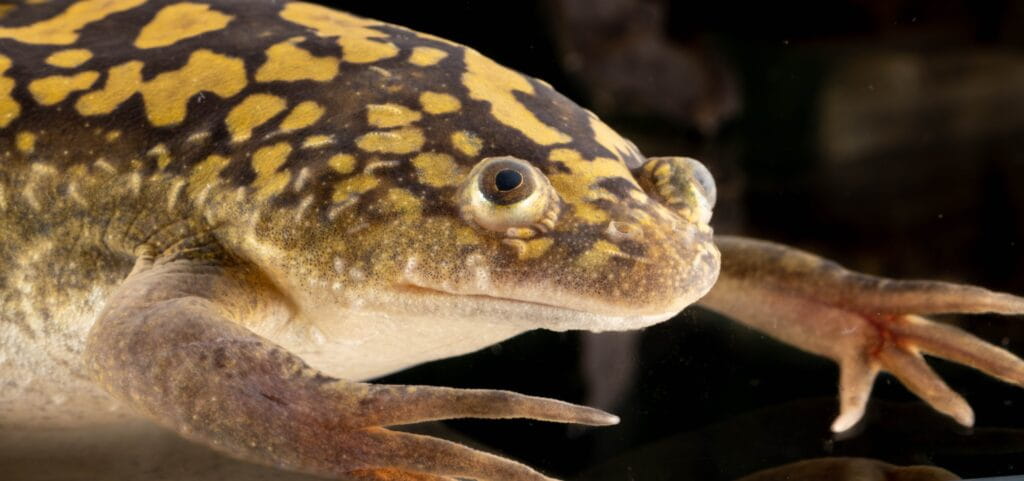 25 Years Later, Xenbase Still Supporting Scientific Leaps