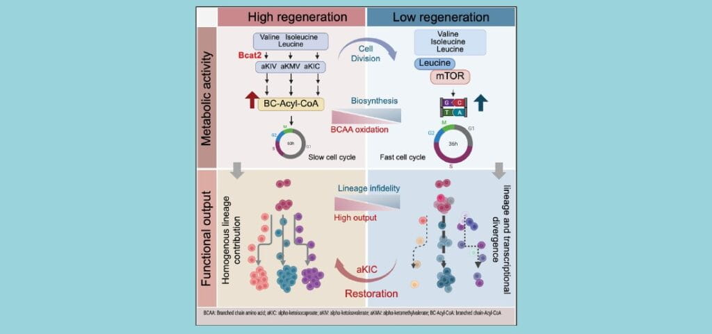 Study Reveals Method to Restore ‘Exhausted’ Blood Stem Cells