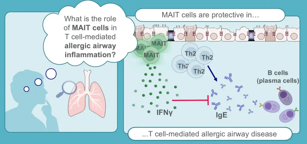 Study Points to Immune Cell That Limits Asthma Severity