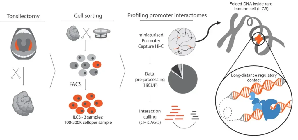 New Approach Opens Rare Immune Cells to Genetic Risk Research