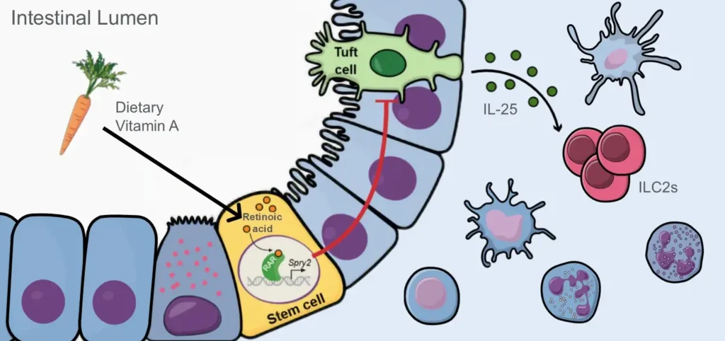 New Clues to How Diet Regulates Intestinal Immunity