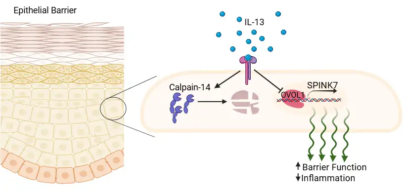 Study Links Inflammation to Barrier Failure in EoE