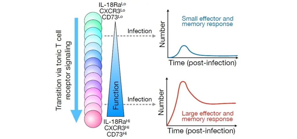 What Makes Some Naïve T Cells Better Responders?