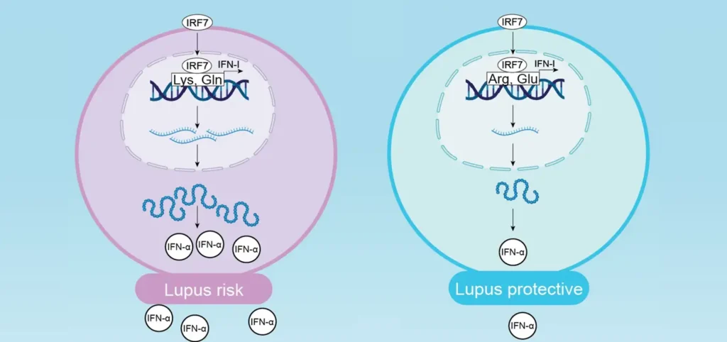 When Antiviral Defense and Autoimmunity Collide: New Insights into Lupus Genetics