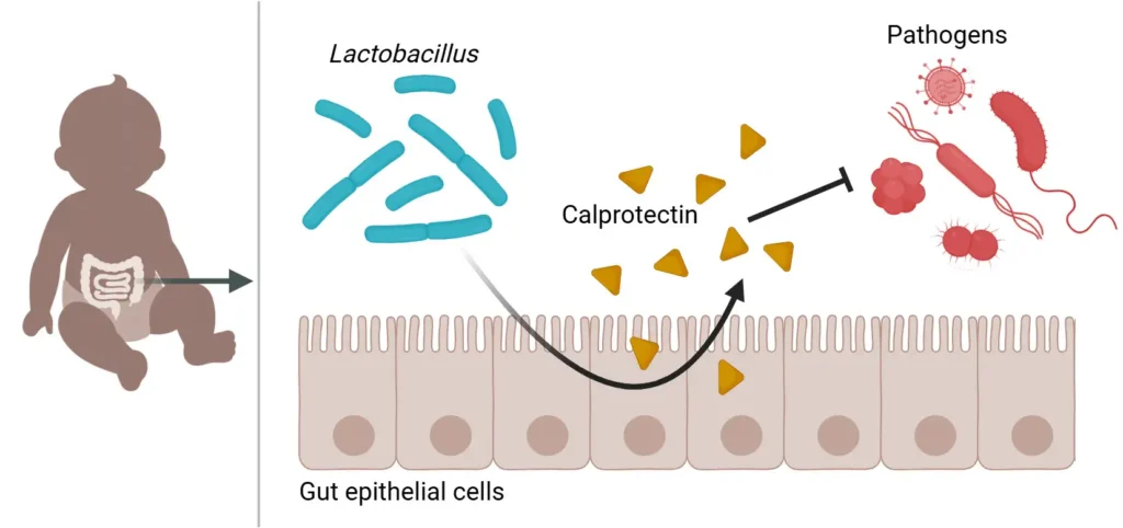 How Newborns’ First Microbes Help Build Protection Against Infection