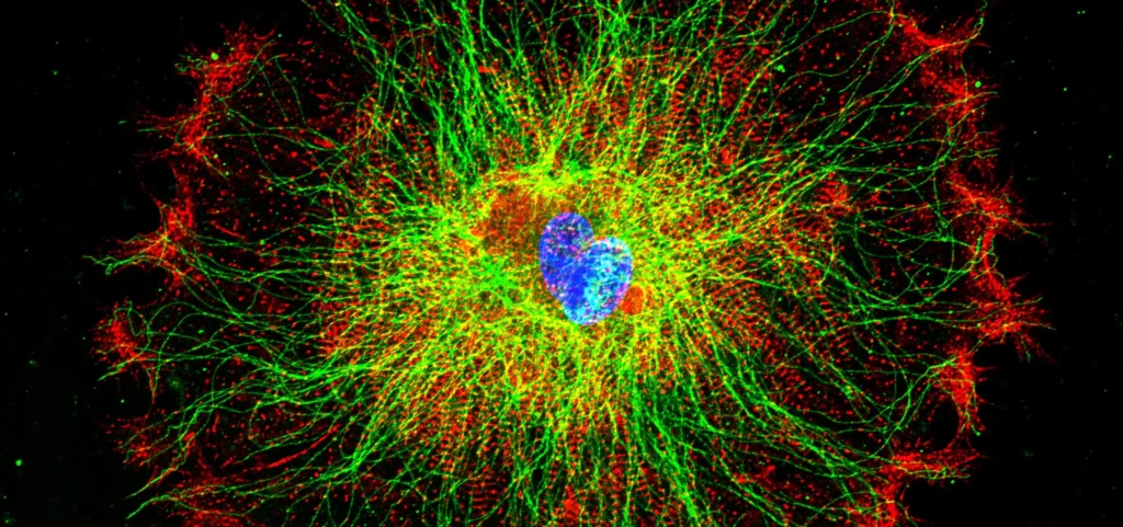 Study Identifies Key Step That Could Help Adult Hearts Regrow Muscle