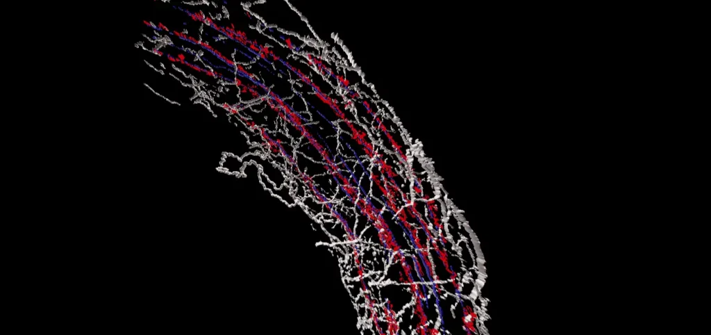 Study Reveals Nerves Help Drive Inflammation and Pain in EoE