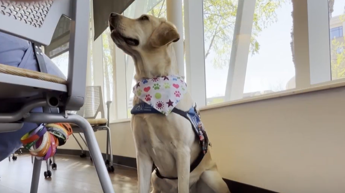 Cincinnati radio station raising money for therapy dogs at Children’s Hospital