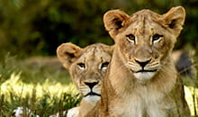 Photo: Cincinnati Zoo & Botanical Garden.