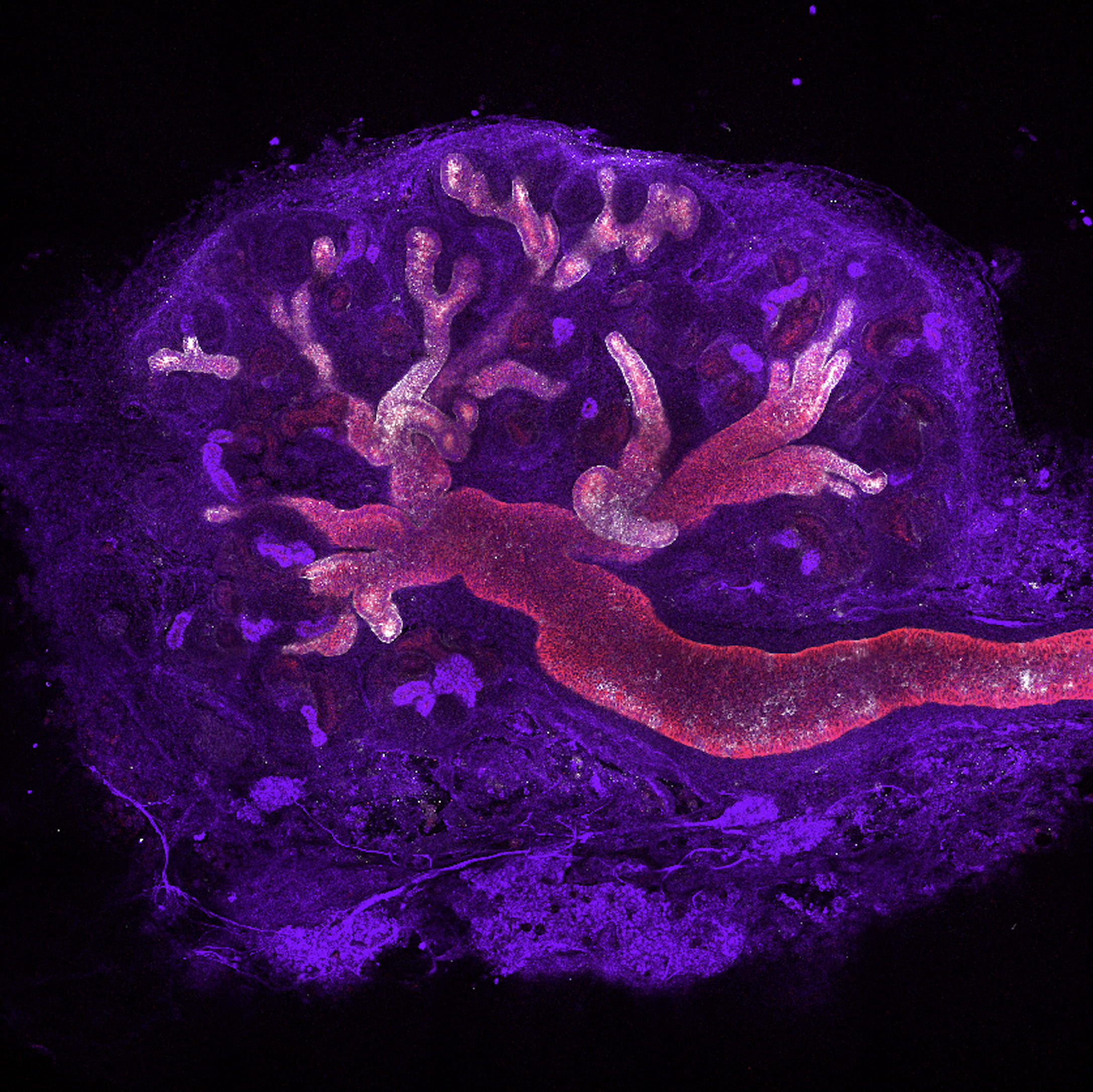 organogenesis