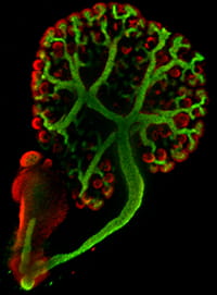 Researchers in the Cincinnati Children’s Hospital Medical Center combine multiple innovative approaches to unravel the molecular mechanisms of normal and abnormal development.