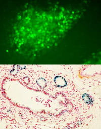 Research in this area focuses on identifying and manipulating stem cells to replace tissues damaged by disease and injury.