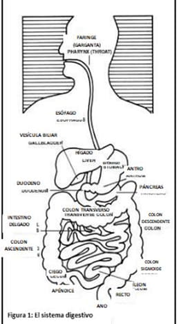 Figure 1 Digestive system