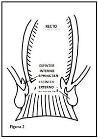 Figure 2 digestive system