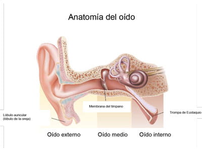 Anatomy of an ear