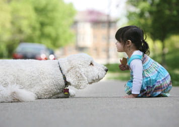 Contact the Dog Visitation Program.