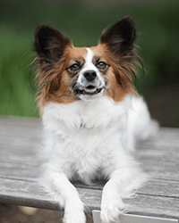 Bettie Mae, therapy dog. 