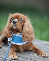 Cooper, therapy dog. 