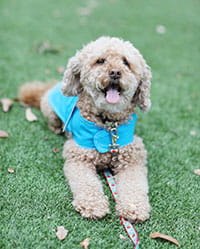 Lucy, volunteer dog. 