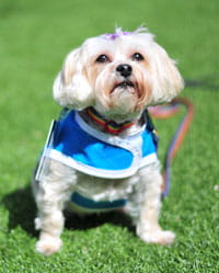 Macy, volunteer dog. 