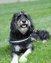 Olivia, therapy dog. 