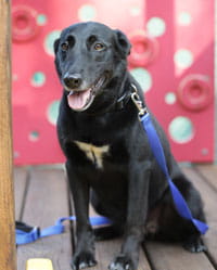 Penny, volunteer dog.