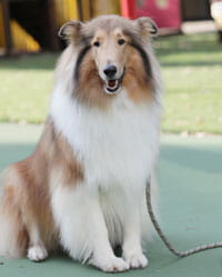 Skipper, volunteer dog. 