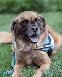 Teddie, therapy dog. 