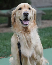 Boomer, volunteer dog.