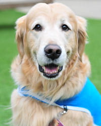 Cooper, volunteer dog.