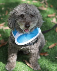 Finnigan, volunteer dog.