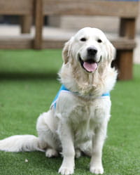 Hawkeye, therapy dog. 