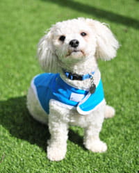 Kilo, volunteer dog.