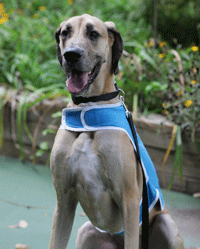 Knox, volunteer dog.