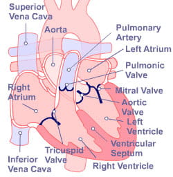 Heart Component Diagram
