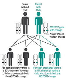 Diagram of how genes are passed down.