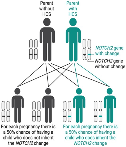 Diagram of how genes are passed down.