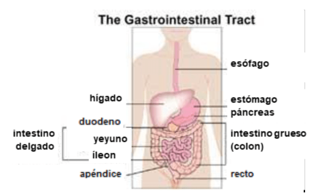 A photo of ulcerative colitis.