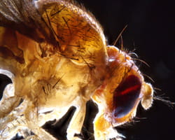 This close-up image of a fruit fly was taken by Matt Kofron, PhD.
