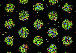 An image showing color-coded liver cells.