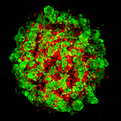 A developing human liver organoid tissue-engineered by scientists.