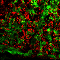 An image showing restored presence of proteins in mouse.